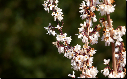 Botanická zahrada Troja, Praha (Fyt09, 03/2016).