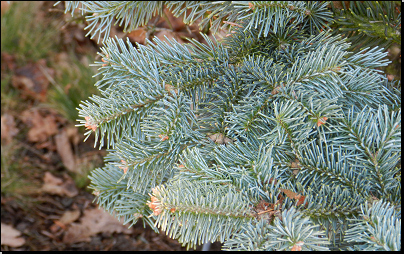 Botanická zahrada Plzeň (Fyt31a, 03/2014).