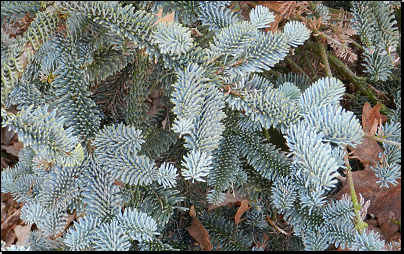 Botanická zahrada Plzeň (Fyt31a, 03/2014).