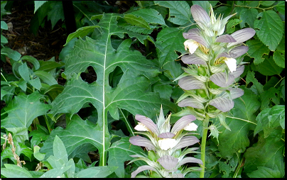 Botanická zahrada PřF MU Brno (Fyt16, 07/2014).