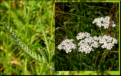 U cesty k NPP Státní lom, Čelechovice (Fyt71c, 07/2011).