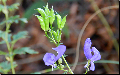 Botanická zahrada Troja, Praha (Fyt09, 09/2014).