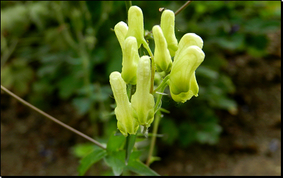 Botanická zahrada PřF MU Brno (Fyt16, 06/2014).