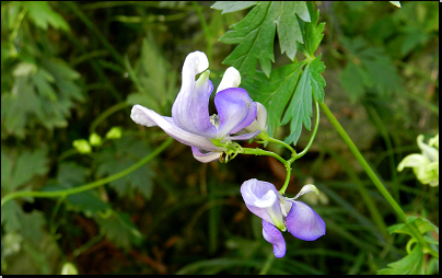 Botanická zahrada PřF MU Brno (Fyt16, 08/2014).