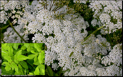 Okraj louky u lesa Vrchy, Otradov (Fyt69b, 06/2011).