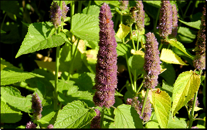 Kliknutím zvětši. Botanická zahrada Troja, Praha (Fyt09, 08/2014).