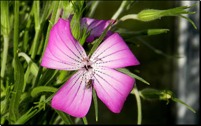 Na zahradě z výsevu, Otradov (Fyt69b, 07/2012).