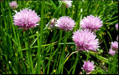 Botanická zahrada Na Slupi, Praha (Fyt10b, 05/2014).