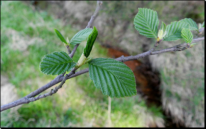 Okraj lesa u potoka, Pustá Kamenice (Fyt67, 05/2012).