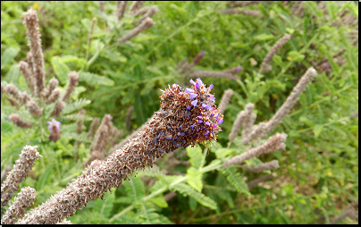 Botanická zahrada Troja, Praha (Fyt09, 07/2014).