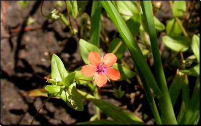 Na břehu Dyje u parku Niva Dyje, Břeclav (Fyt18, 07/2011).