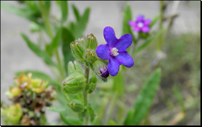 Botanická zahrada Na Slupi, Praha (Fyt10b, 08/2014).