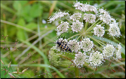 Louka SPL Otradov (Fyt69b, 07/2014).