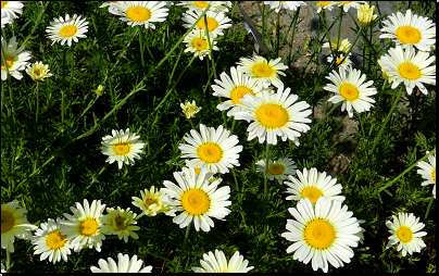 Botanická zahrada Troja, Praha (Fyt09, 06/2014).