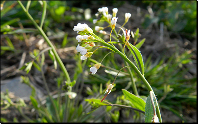 Okraj pole, oblast Hesiny, Otradov (Fyt69b, 04/2015).