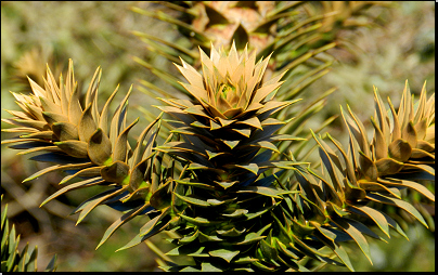 Botanická zahrada Troja, Praha (Fyt09, 02/2012).