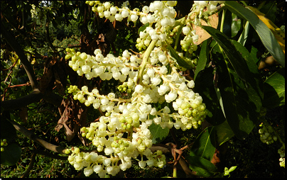 Kliknutím zvětši. Botanická zahrada Troja, Praha (Fyt09, 04/2014).