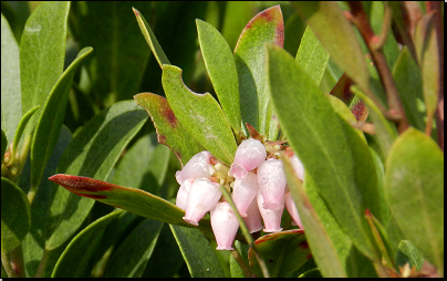Botanická zahrada Troja, Praha (Fyt09, 03/2014).