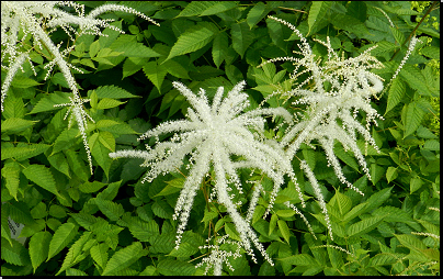 Botanická zahrada PřF MU Brno (Fyt16, 06/2014).