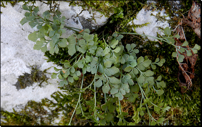 NPR Děvín, Pálava (Fyt17b, 03/2012).