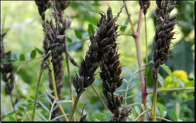 Kliknutím zvětši. Botanická zahrada Troja, Praha (Fyt09, 09/2014).