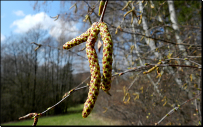 Okraj lesa Vrchy, Otradov (Fyt69b, 04/2012).