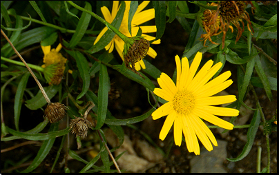 Botanická zahrada Troja, Praha (Fyt09, 08/2014).