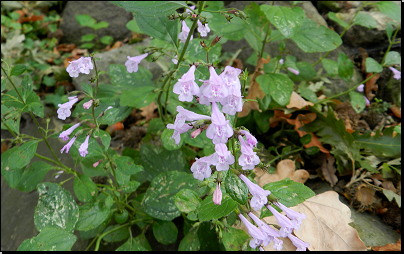 Botanická zahrada PřF UK Na Slupi, Praha (Fyt10b, 10/2012).