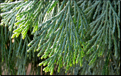 Kliknutím zvětši. Botanická zahrada Troja, Praha (Fyt09, 02/2012).
