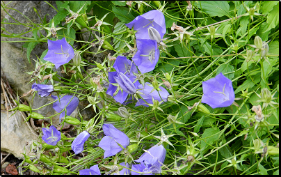 Botanická zahrada PřF UK Na Slupi, Praha (Fyt10b, 07/2012).