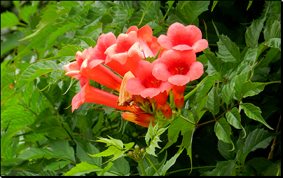 Kliknutím zvětši. Botanická zahrada Troja, Praha (Fyt09, 07/2014).