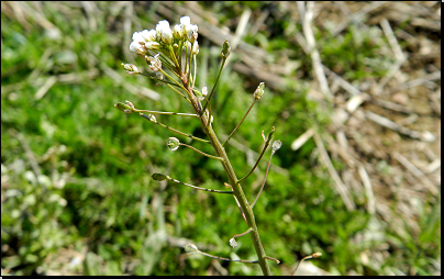 U polní cesty sv.lesa Vrchy, Otradov (Fyt69b, 04/2012).