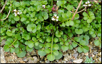 Na zahradě na skalce, Otradov (Fyt69b, 04/2012).