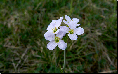 Mokrá louka, Pustá Kamenice (Fyt67, 05/2012).