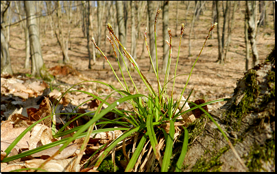 NPP Medník, Hradištko (Fyt41, 03/2012).