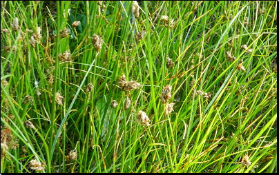 Botanická zahrada PřF UP, Olomouc (Fyt21b, 05/2014).