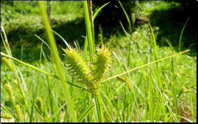 Botanická zahrada Na Slupi, Praha (Fyt10b, 05/2014).