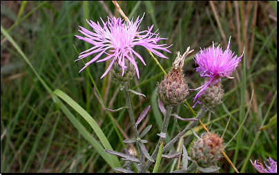 Na vrcholu Radobýlu, Žalhostice (Fyt04b, 08/2011).