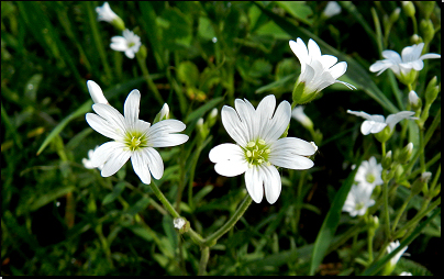 Louka západně od obce Vřesník (Fyt57a, 05/2012).