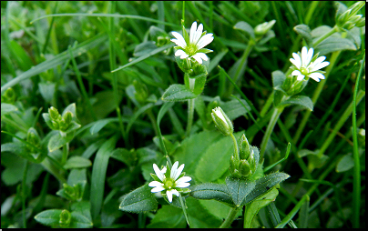 Na zahradě v trávníku, Otradov (Fyt69b, 05/2012).