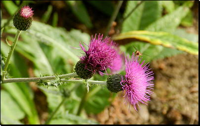 Botanická zahrada PřF MU Brno (Fyt16, 07/2014).