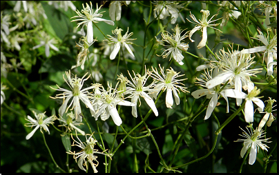 Botanická zahrada PřF MU Brno (Fyt16, 06/2014).