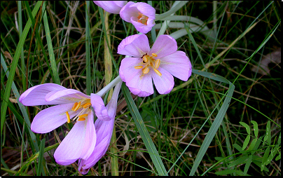 Velká Dohoda, Holštejn (Fyt70, 09/2011).