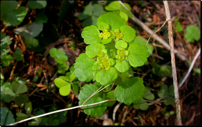 Okolí potoka, Vlčice (Fyt56c, 04/2010).