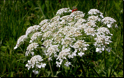 Na břehu Dyje u parku Niva Dyje, Břeclav (Fyt18, 07/2011).