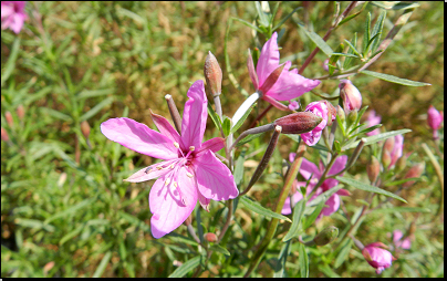 PR Údolí Anenského potoka, Přibylov (Fyt69a, 09/2012).