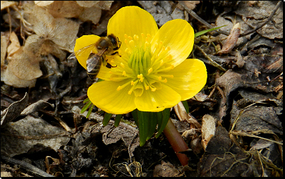 Výsadba na zahradě, Otradov (Fyt69b, 04/2013).