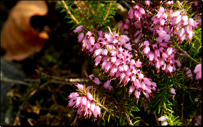 Botanická zahrada PřF UK Na Slupi, Praha (Fyt10b, 03/2012).