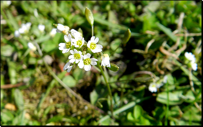 Na zahradě v nezapoj.trávníku, Otradov (Fyt69b, 04/2012).