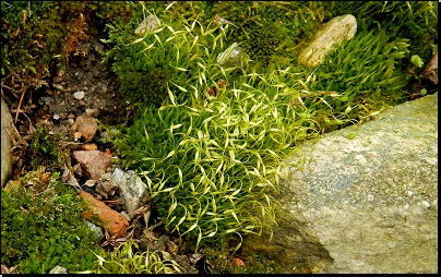 Na zahradě na volné půdě, Otradov (Fyt69b, 04/2012).